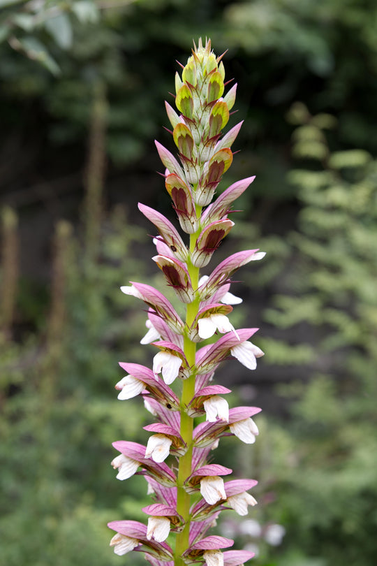 Acanthus Mollis, 1 Pack