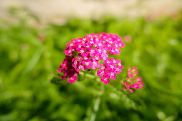 Yarrow - New Vintage Violet, 1 Pack