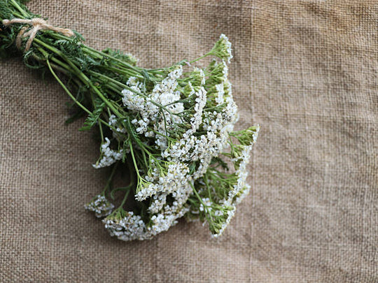 Yarrow- New Vintage White, 1 Pack