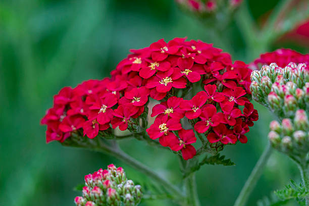 Yarrow - Paprika, 1 Pack