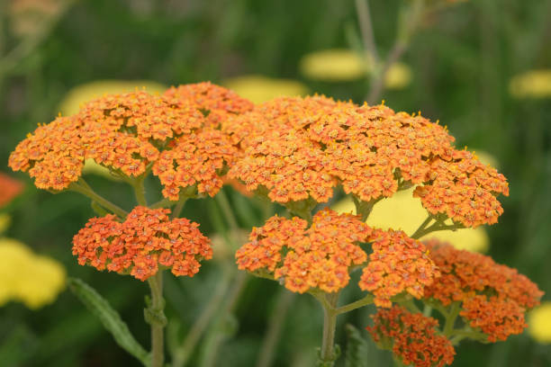 Yarrow - Terracotta, 1 Pack