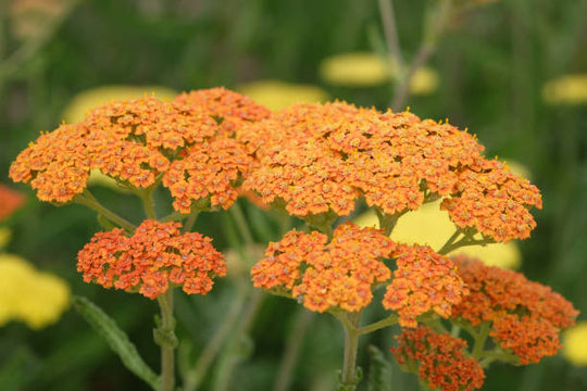 Yarrow - Terracotta, 1 Pack