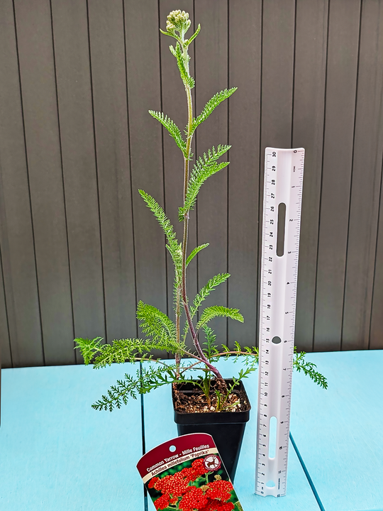 AchilleaMillefolium_Paprika