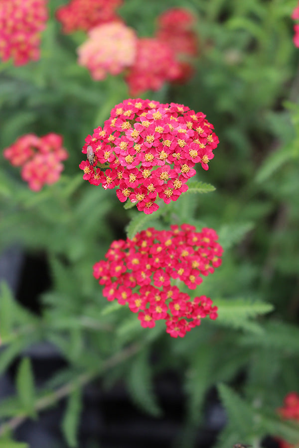 Yarrow - Paprika, 1 Pack