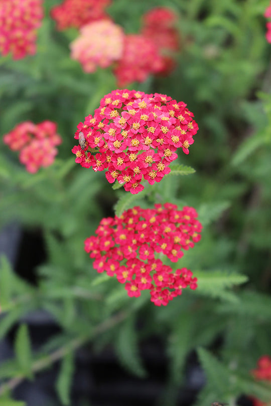 Yarrow - Paprika, 1 Pack