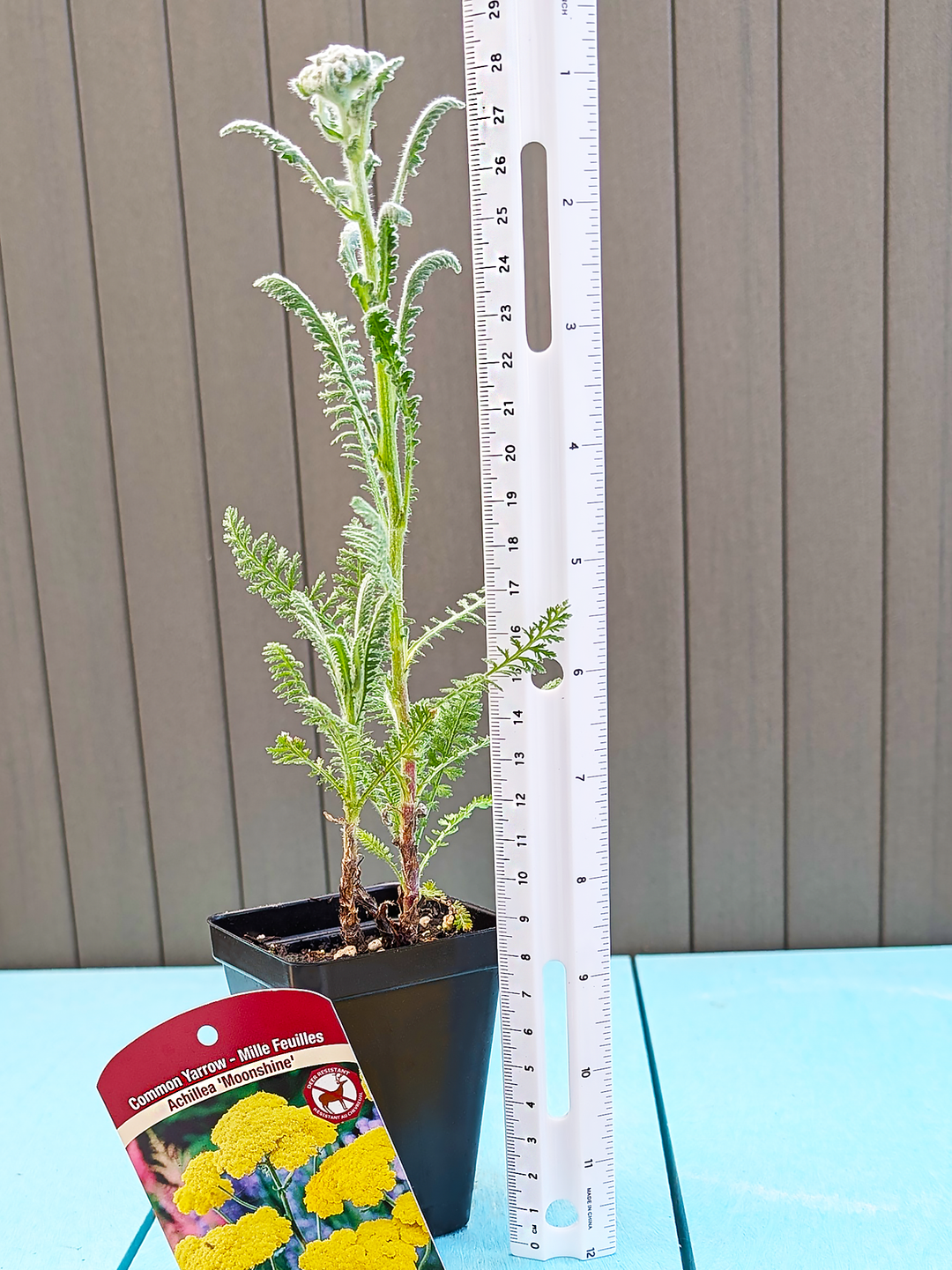 Achillea_Moonshine