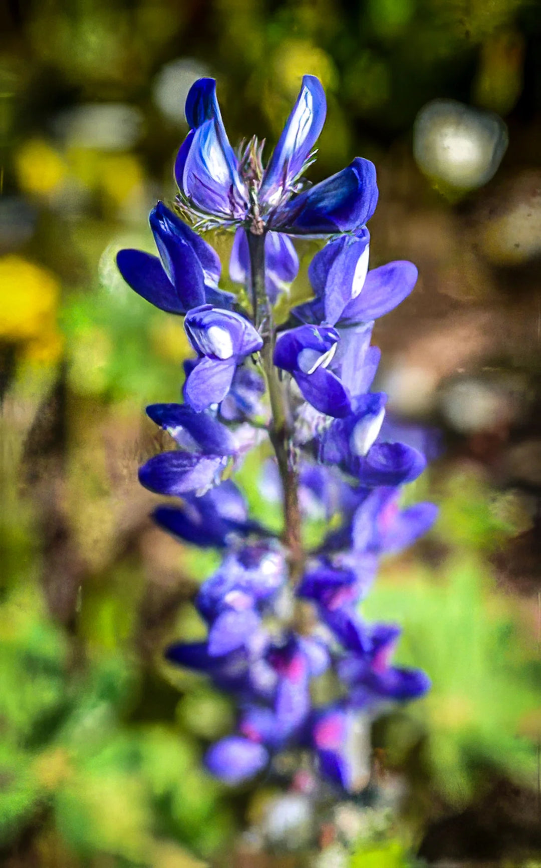 Aconite/Monkshood - Salt Spring Seeds