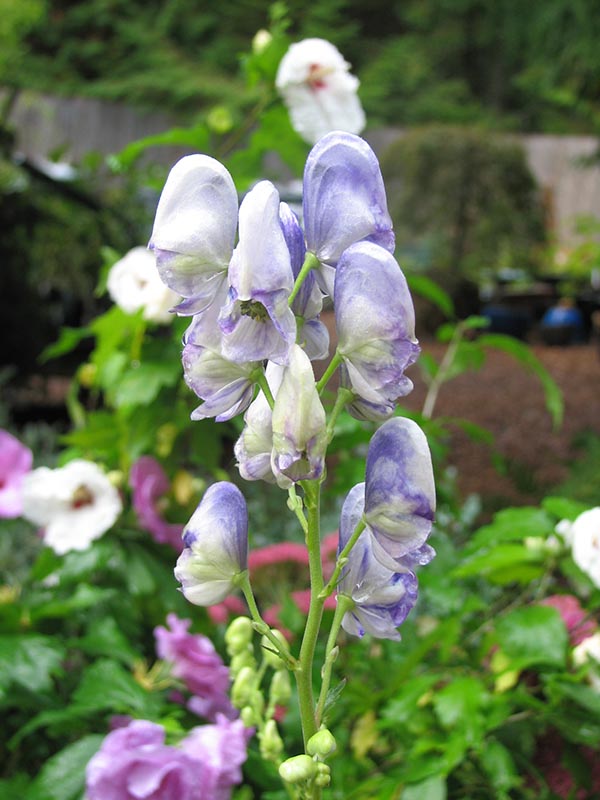 Monkshood - Bicolour, 1 Pack