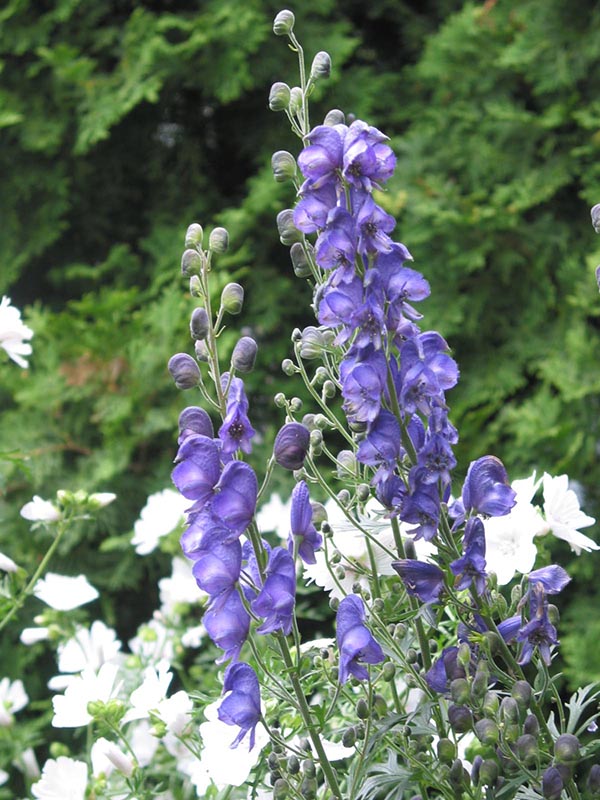 Monkshood - Napellus, 1 Pack