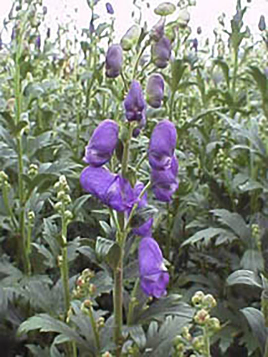 Monkshood - Arendsii, 1 Pack