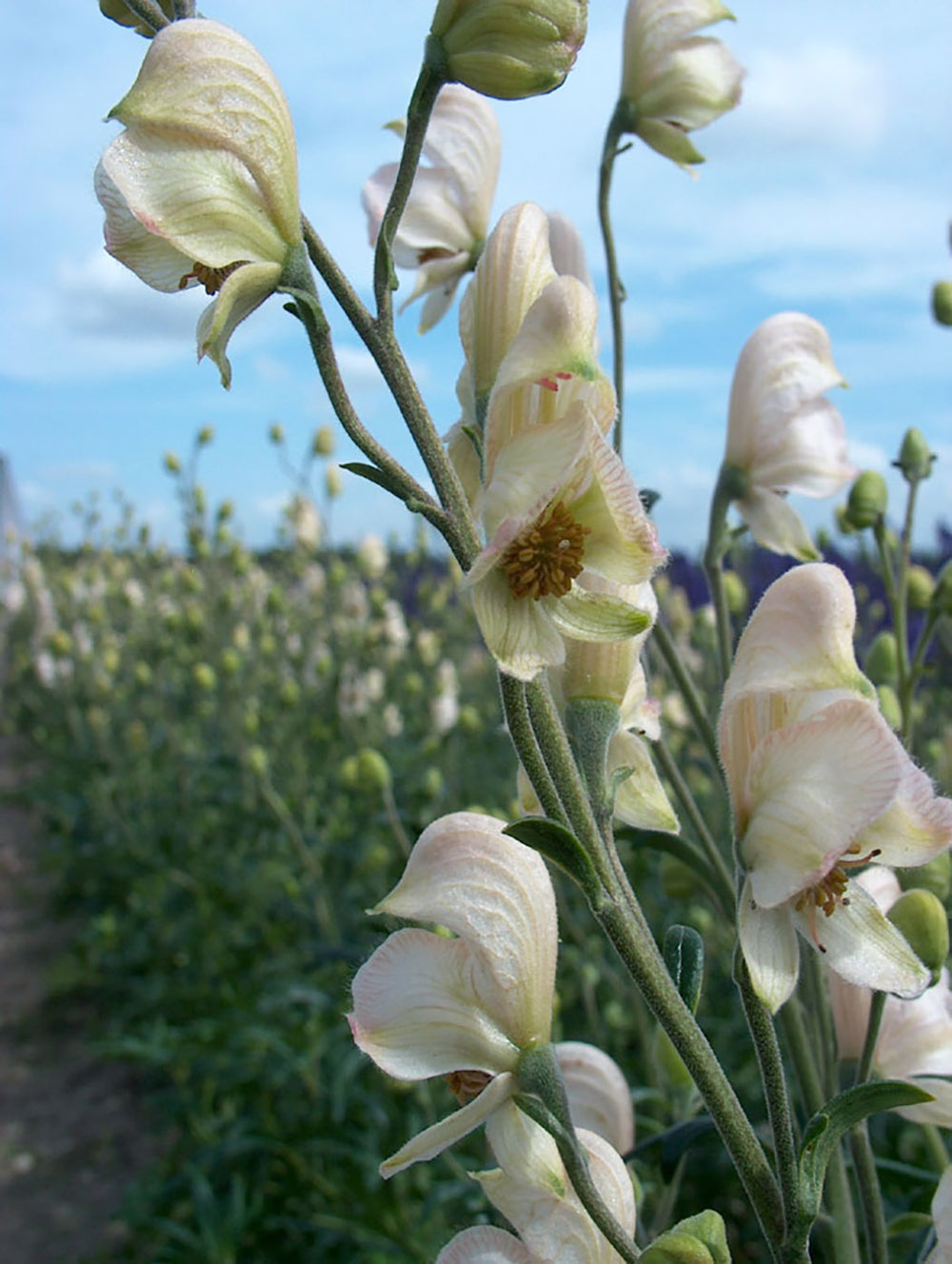 Monkshood - Rubellum, 1 Pack