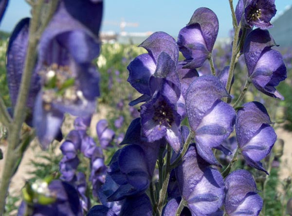 Monkshood - Napellus, 1 Pack