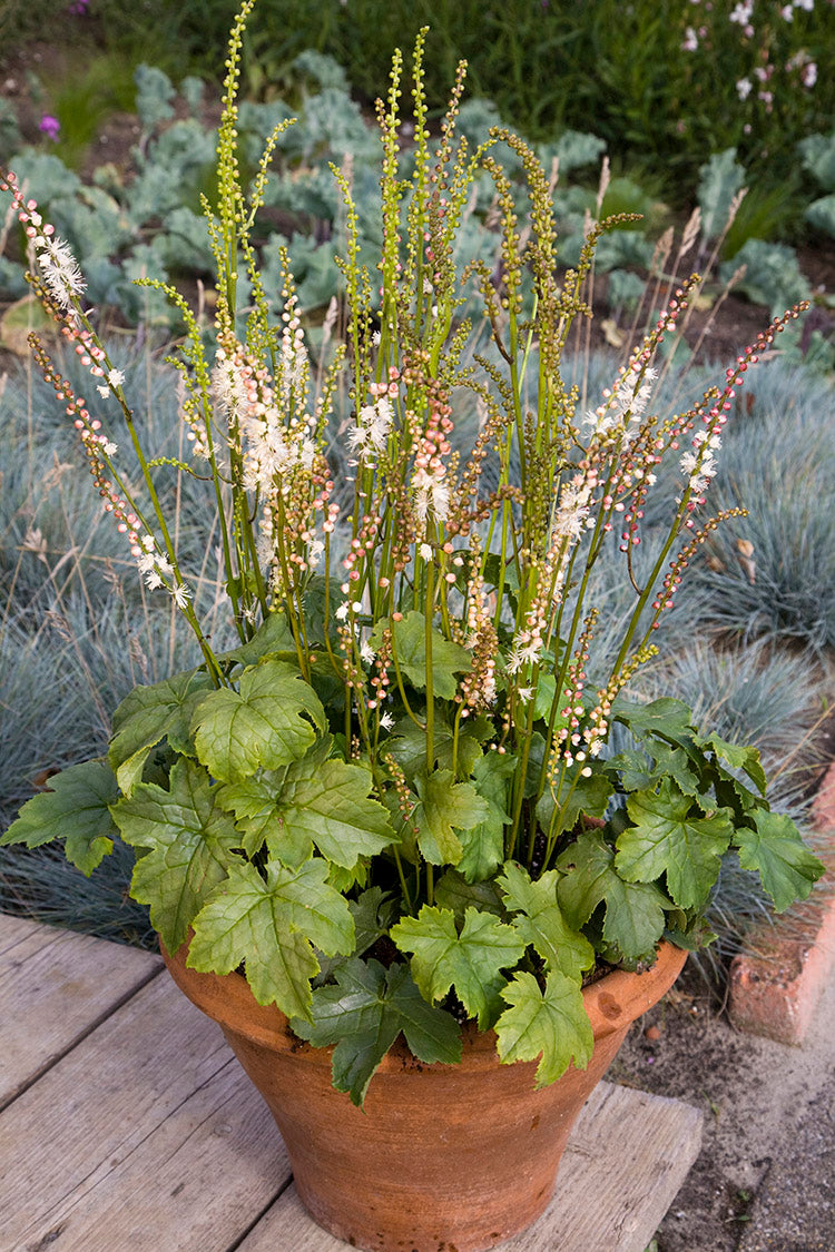 Bugbane - Silver Dance, 1 Pack