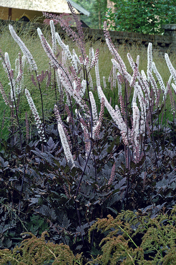 Bugbane - Brunette, 1 Pack