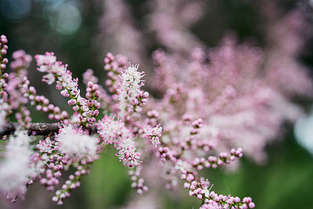 Bugbane - Pink Spike, 1 Pack