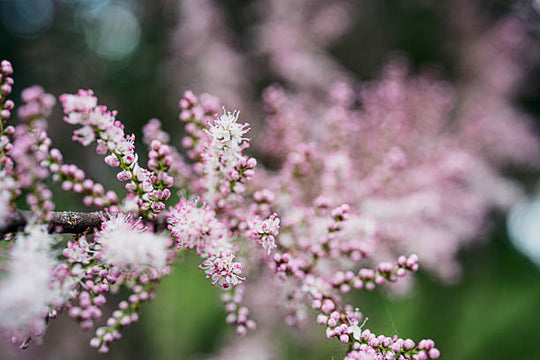 Bugbane - Pink Spike, 1 Pack