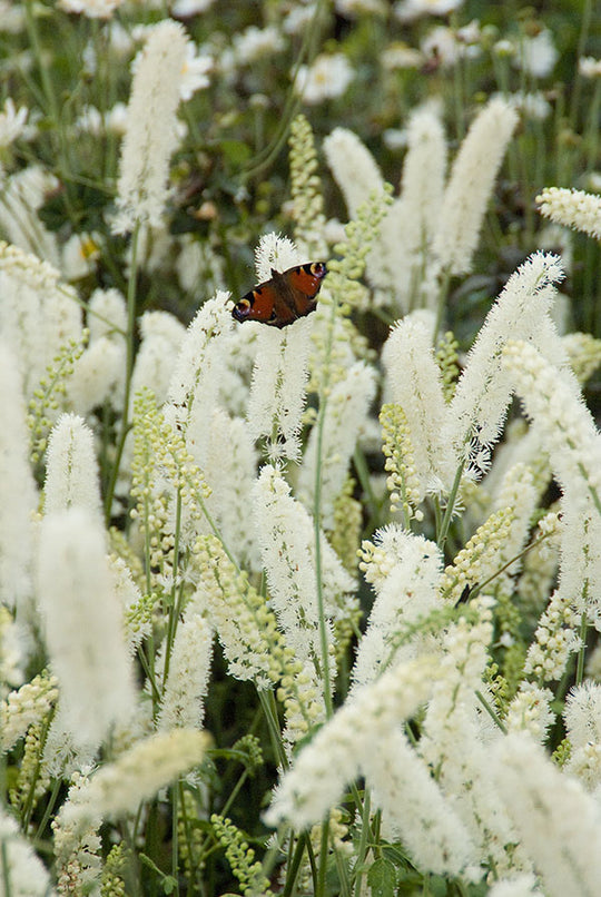 Bugbane - White Pearl, 1 Pack