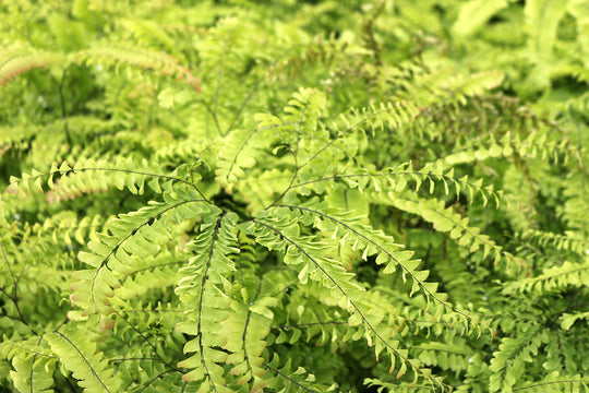 Maidenhair Fern - Pedatum, 1 Pack