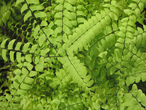 Maidenhair Fern - Pedatum, 1 Pack