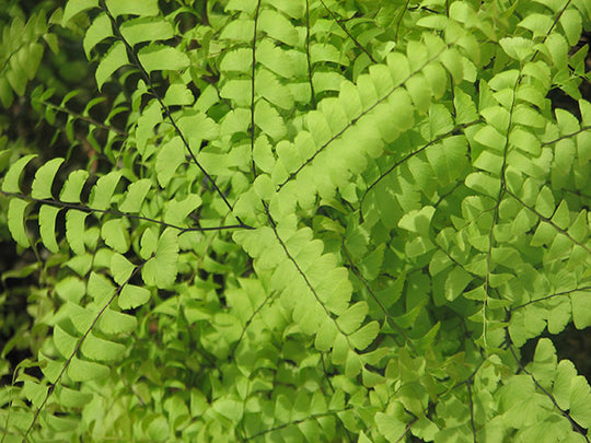 Maidenhair Fern - Pedatum, 1 Pack