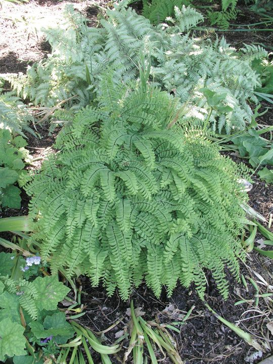 Maidenhair Fern - Pedatum, 1 Pack