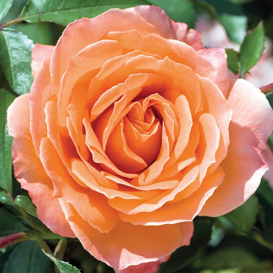 Adobe Sunrise™ - Star Roses and Plants