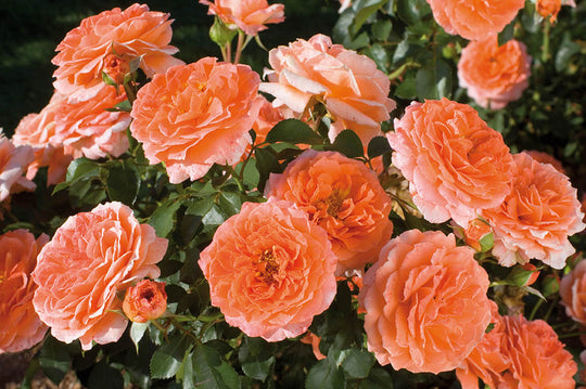 Adobe Sunrise™ - Star Roses and Plants
