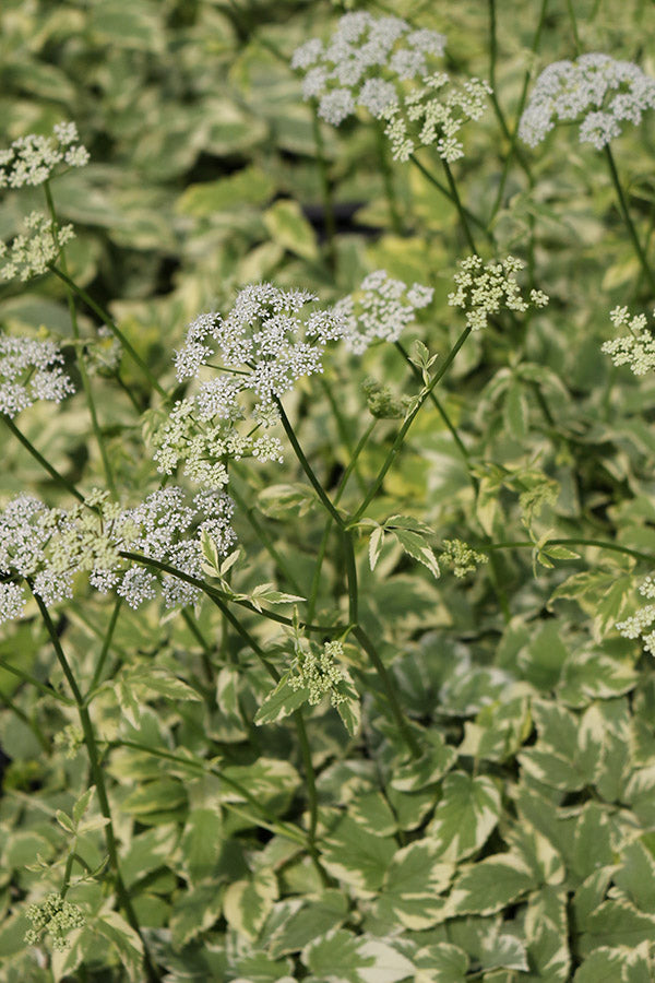 Aegopodium - Variegatum, 1 Pack