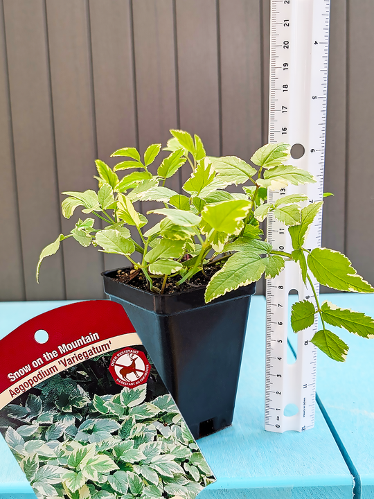 Aegopodium_Variegatum