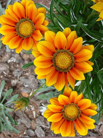 African Daisy Aurantica - Pacific Northwest Seeds