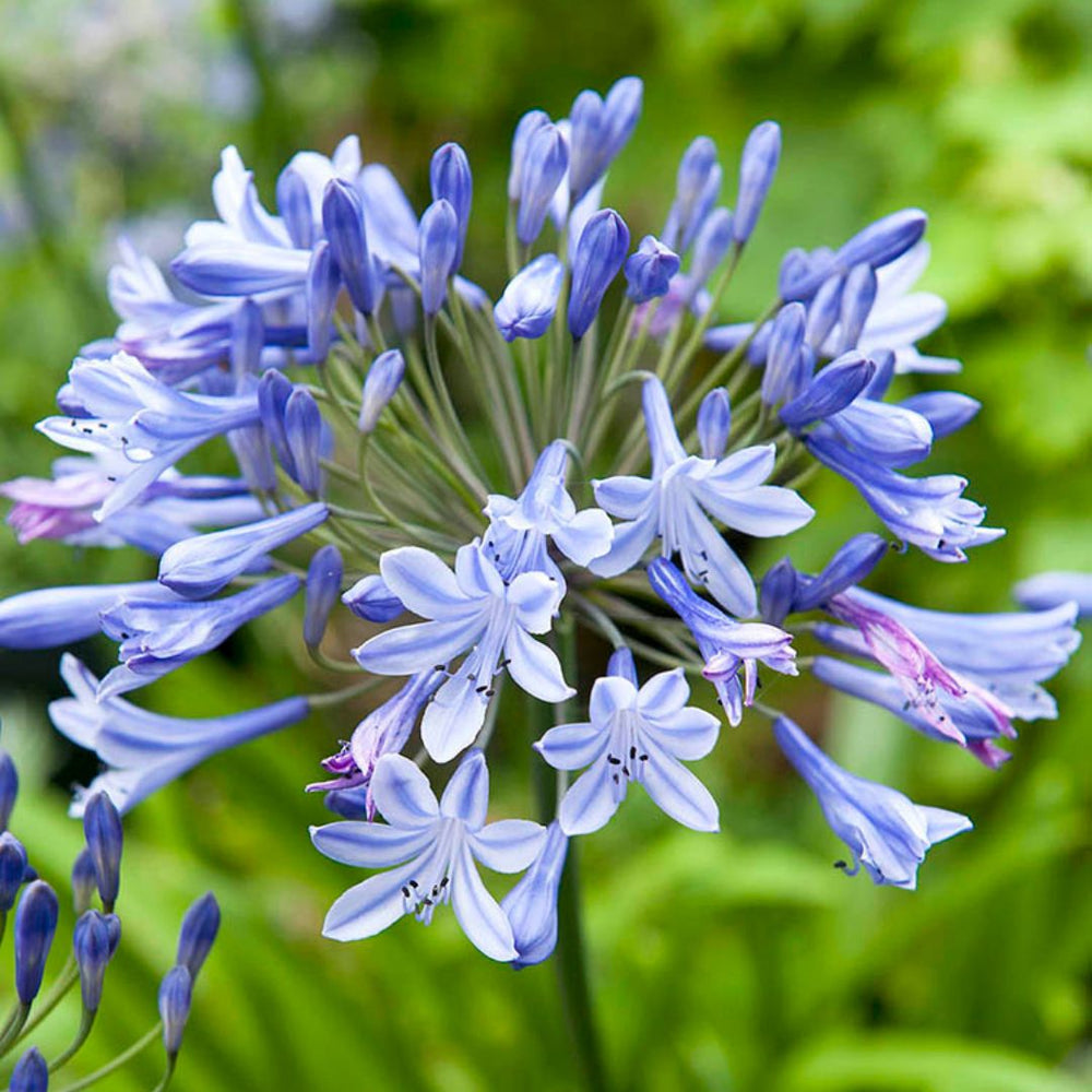 Agapanthus - Blue Triumphator