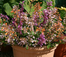 Agastache Fragrant Delight Mix - Ontario Seed Company