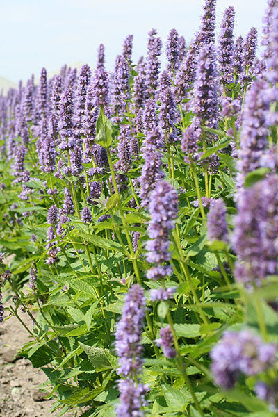 Agastache - Blue Fortune, 1 Pack
