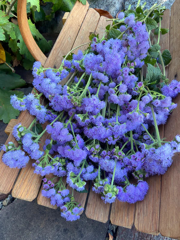 Ageratum Summer Sky - Renee's Garden Seeds