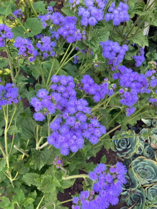 Ageratum Summer Sky - Renee's Garden Seeds