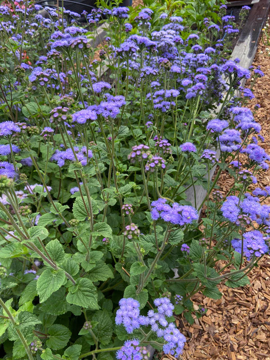 Ageratum Summer Sky - Renee's Garden Seeds