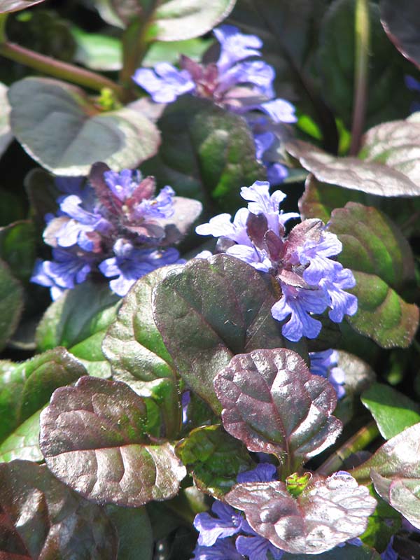 Bugleweed - Black Scallop, 1 Pack