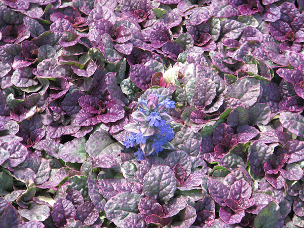 Bugleweed - Burgundy Glow, 1 Pack