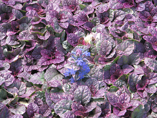 Bugleweed - Burgundy Glow, 1 Pack