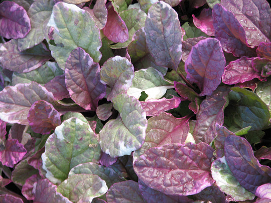 Bugleweed - Burgundy Glow, 1 Pack