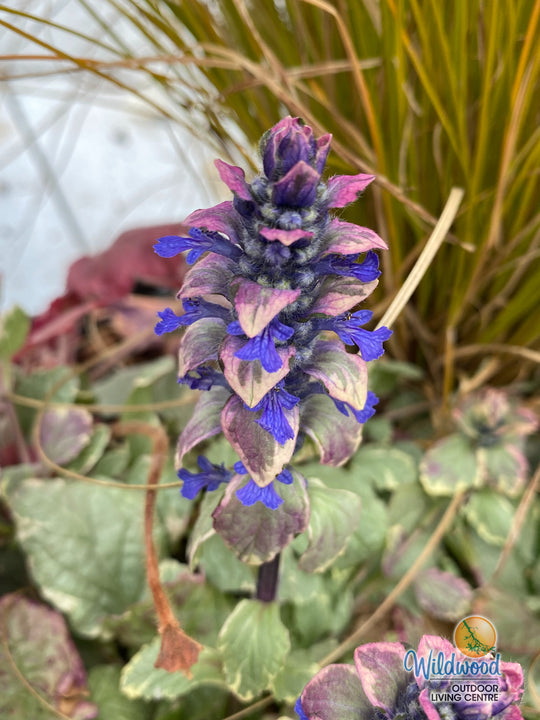 Bugleweed - Burgundy Glow, 1 Pack