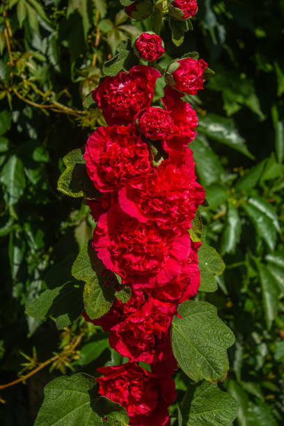Hollyhock - Double Red, 1 Pack