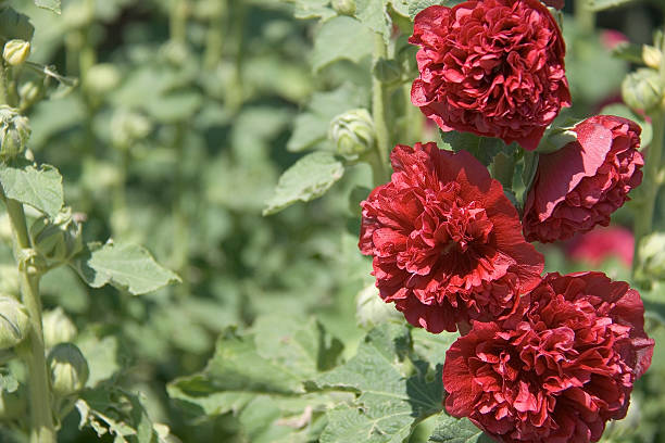 Hollyhock - Double Red, 1 Pack