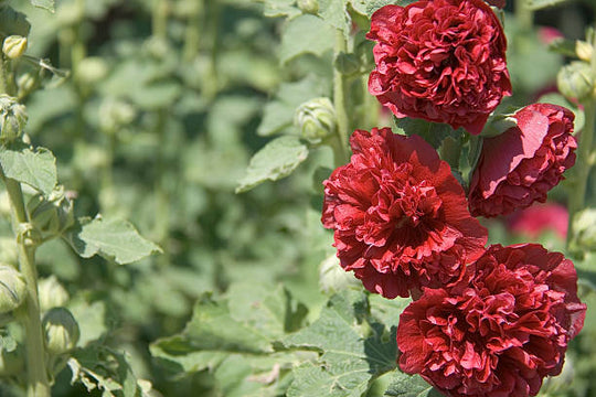 Hollyhock - Double Red, 1 Pack