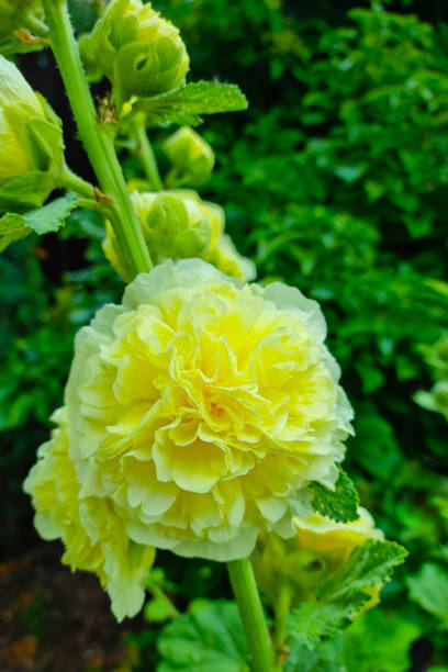 Hollyhock - Double Yellow, 1 Pack