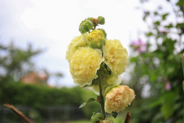 Hollyhock - Double Yellow, 1 Pack