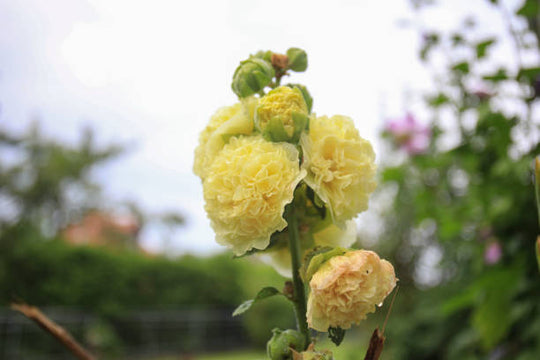 Hollyhock - Double Yellow, 1 Pack