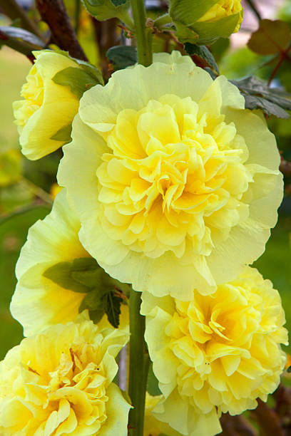 Hollyhock - Double Yellow, 1 Pack