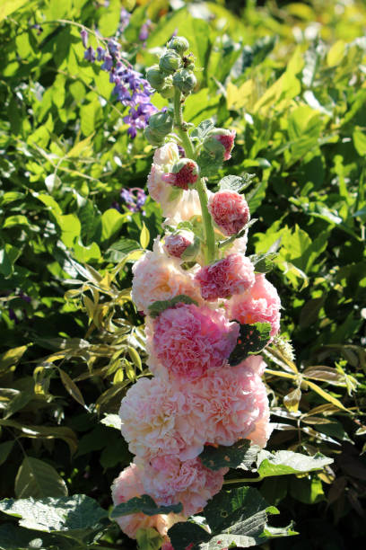 Hollyhock - Peaches 'n' Dreams, 1 Pack