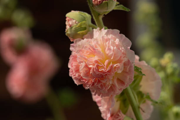 Hollyhock - Peaches 'n' Dreams, 1 Pack